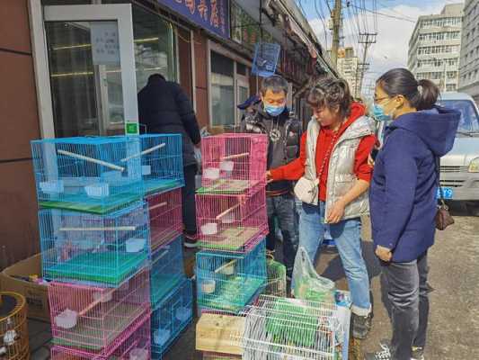 哈尔滨鱼鸟花市公交路线（哈尔滨花鸟鱼市场什么时候开业）-图3