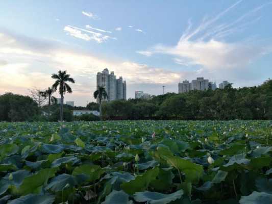 深圳洪湖公园公交路线（深圳洪湖公园图片）-图2