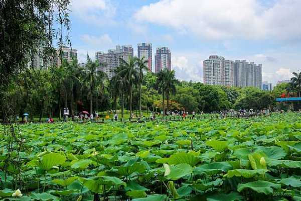 深圳洪湖公园公交路线（深圳洪湖公园图片）-图3