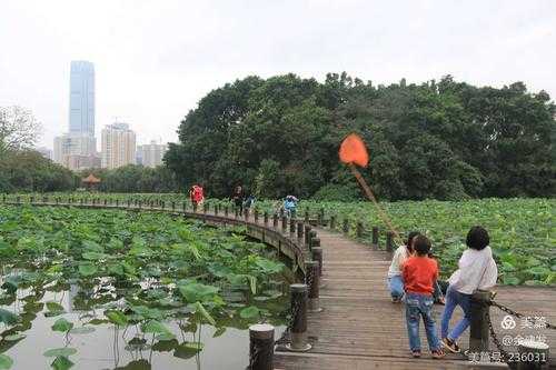 深圳洪湖公园的公交路线（深圳洪湖公园在哪个地铁站）-图3