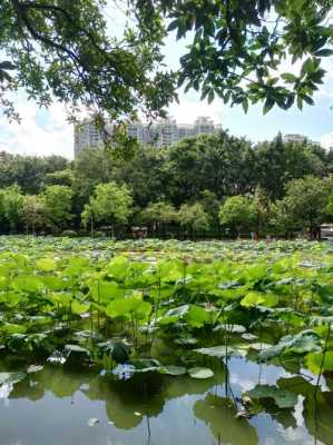 深圳洪湖公园的公交路线（深圳洪湖公园在哪个地铁站）-图1