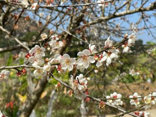 大石至梅花园公交路线（大石到梅花园多久）-图2