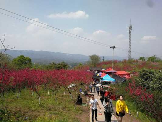 重庆走马桃花公交路线（重庆市九龙坡区走马古镇桃花）-图2